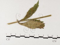 登錄號:F0026228藏品圖，第4張