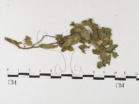 登錄號:F0026229藏品圖，第1張