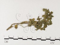 登錄號:F0026229藏品圖，第4張