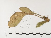 登錄號:F0026230藏品圖，第1張