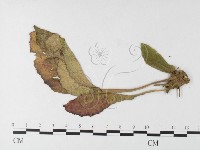 登錄號:F0026230藏品圖，第4張