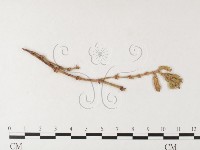 登錄號:F0026231藏品圖，第4張