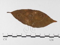 登錄號:F0026232藏品圖，第1張