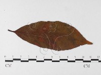 登錄號:F0026232藏品圖，第4張