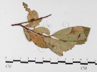 登錄號:F0026234藏品圖，第1張