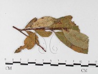 登錄號:F0026234藏品圖，第4張