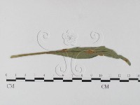 登錄號:F0026236藏品圖，第1張