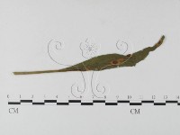 登錄號:F0026236藏品圖，第4張