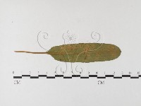 登錄號:F0026237藏品圖，第1張