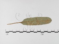 登錄號:F0026237藏品圖，第4張