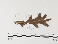 登錄號:F0026238藏品圖，第1張