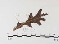 登錄號:F0026238藏品圖，第4張