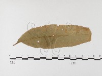 登錄號:F0026239藏品圖，第4張