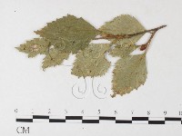 登錄號:F0026240藏品圖，第1張