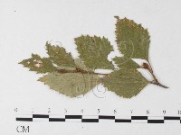 登錄號:F0026240藏品圖，第4張