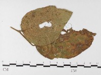 登錄號:F0026243藏品圖，第4張