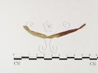 登錄號:F0026244藏品圖，第1張