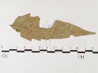 登錄號:F0026245藏品圖，第1張