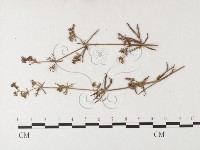 登錄號:F0026246藏品圖，第4張