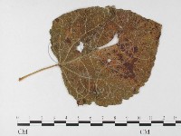 登錄號:F0026248藏品圖，第1張