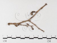 登錄號:F0026249藏品圖，第4張