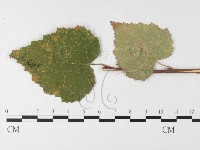 登錄號:F0026250藏品圖，第4張