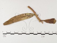 登錄號:F0026251藏品圖，第1張