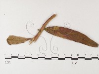 登錄號:F0026251藏品圖，第4張