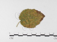 登錄號:F0026252藏品圖，第4張