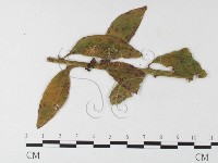 登錄號:F0026253藏品圖，第4張