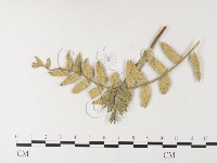 登錄號:F0026254藏品圖，第1張