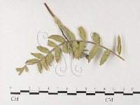 登錄號:F0026254藏品圖，第4張