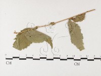 登錄號:F0026255藏品圖，第4張