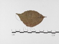 登錄號:F0026256藏品圖，第1張