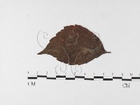 登錄號:F0026256藏品圖，第4張