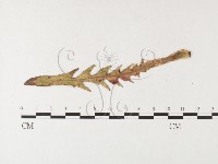 登錄號:F0026257藏品圖，第4張