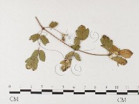 登錄號:F0026258藏品圖，第4張