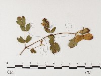 登錄號:F0026258藏品圖，第1張