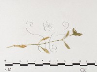 登錄號:F0026260藏品圖，第1張