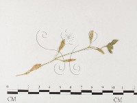 登錄號:F0026260藏品圖，第4張