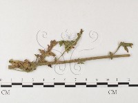 登錄號:F0026261藏品圖，第4張