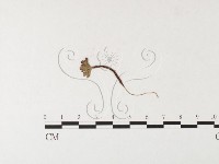 登錄號:F0026262藏品圖，第1張