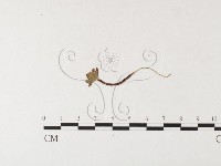 登錄號:F0026262藏品圖，第4張