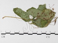 登錄號:F0026263藏品圖，第1張