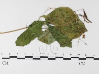 登錄號:F0026263藏品圖，第4張