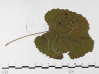 登錄號:F0026266藏品圖，第4張