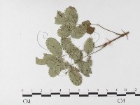 登錄號:F0026267藏品圖，第1張