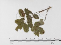 登錄號:F0026267藏品圖，第4張