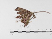 登錄號:F0026268藏品圖，第1張