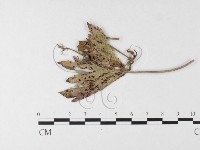 登錄號:F0026268藏品圖，第4張